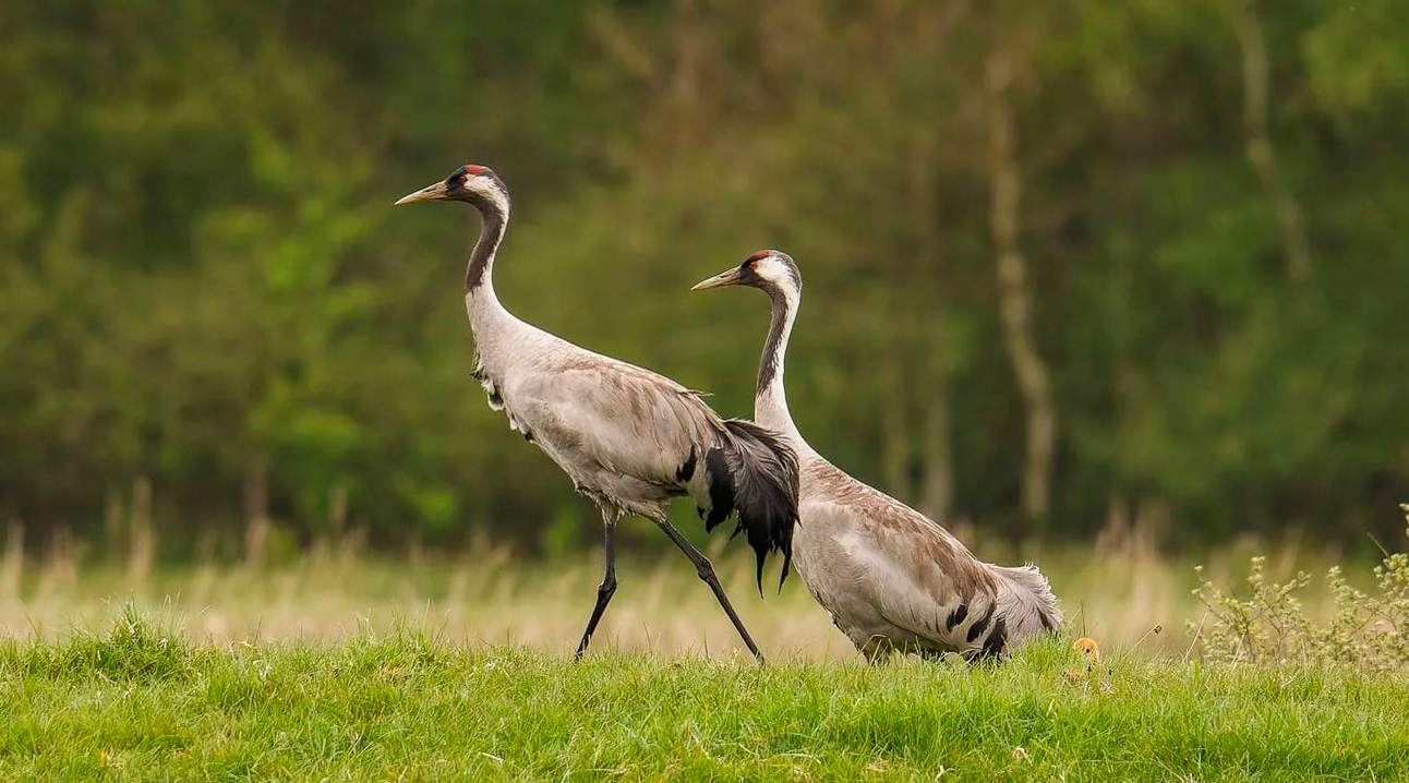 Kraanvogel_Foto-copyright-Theo-Kompier